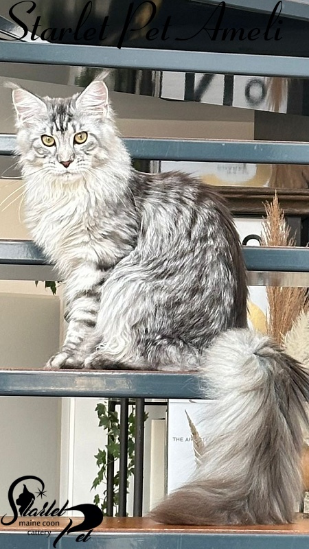Starlet Pet Ameli - Kitten maine-coon 6 months 4 weeks
