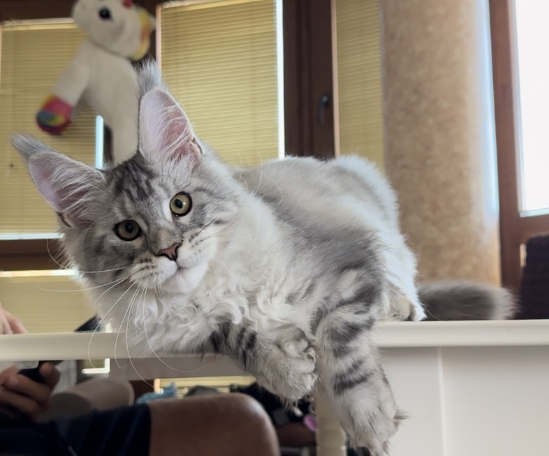 Starlet Pet Anastasia - Kitten maine-coon 4 months 2 weeks