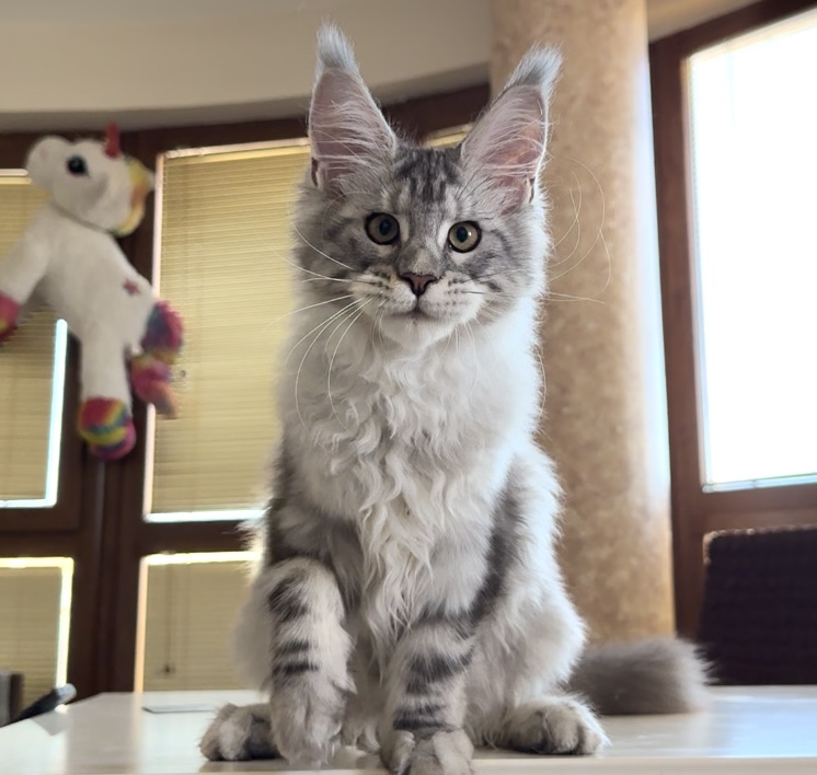 Starlet Pet Anastasia - Kitten maine-coon 4 months 2 weeks