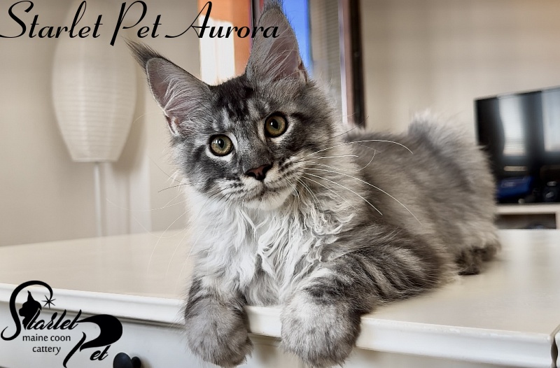 Starlet Pet Aurora - Kitten maine-coon 4 months 2 weeks