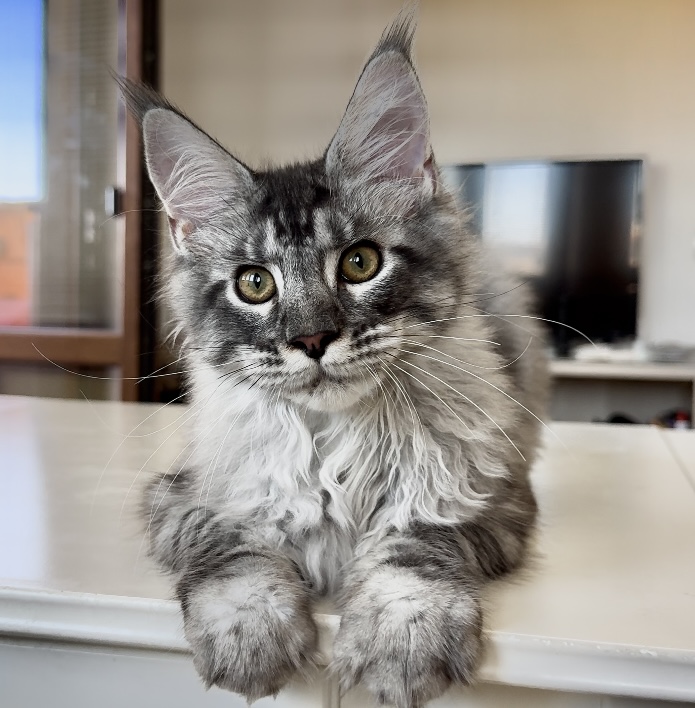 Starlet Pet Aurora - Kitten maine-coon 4 months 2 weeks