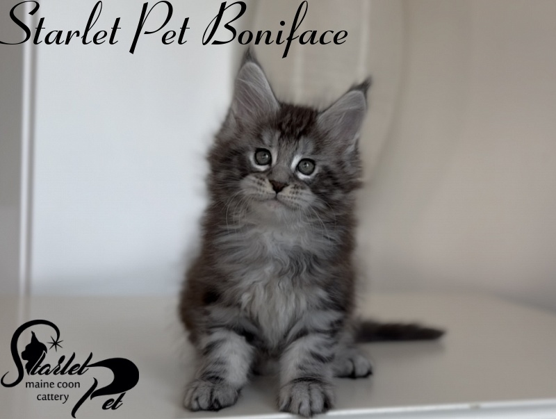 Starlet Pet Boniface - Kitten maine-coon 1 month 3 weeks