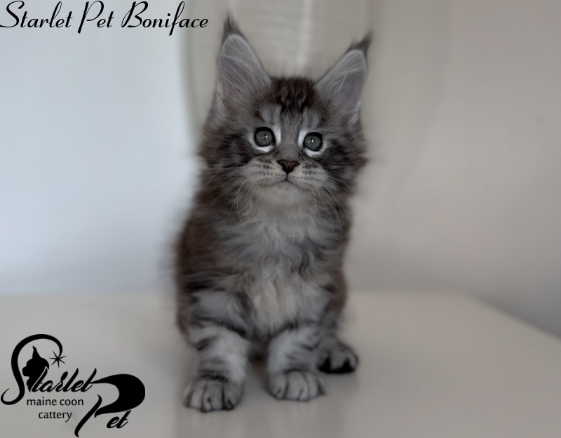 Starlet Pet Boniface - Kitten maine-coon 1 month 3 weeks