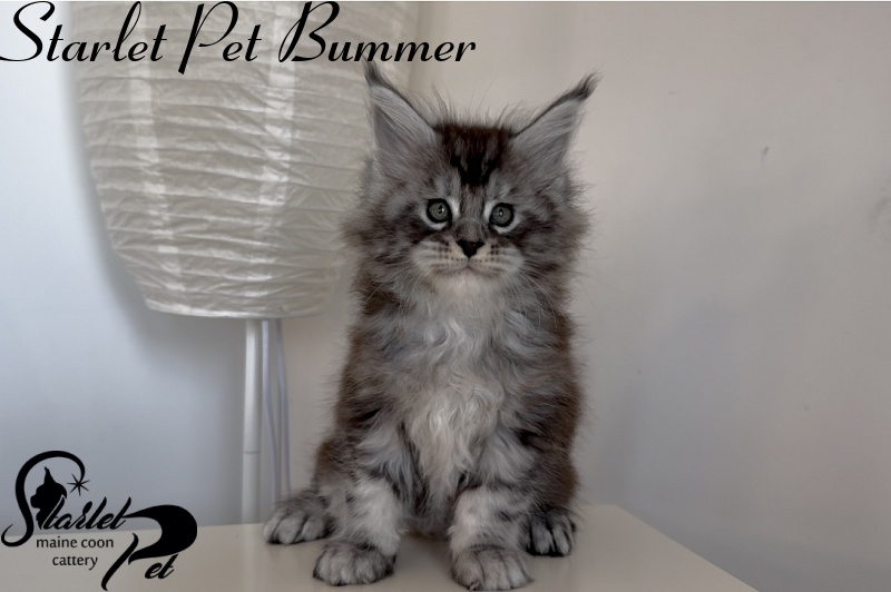 Starlet Pet Bummer - Kitten maine-coon 1 month 3 weeks