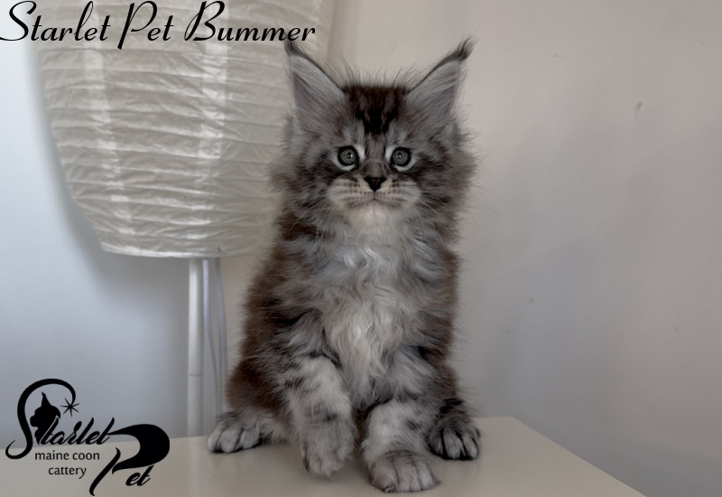 Starlet Pet Bummer - Kitten maine-coon 1 month 3 weeks