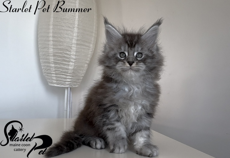 Starlet Pet Bummer - Kitten maine-coon 1 month 3 weeks