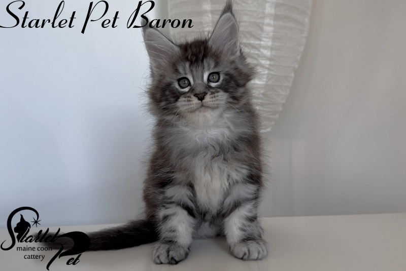 Starlet Pet Baron - Kitten maine-coon 1 month 3 weeks