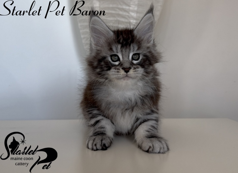 Starlet Pet Baron - Kitten maine-coon 1 month 3 weeks