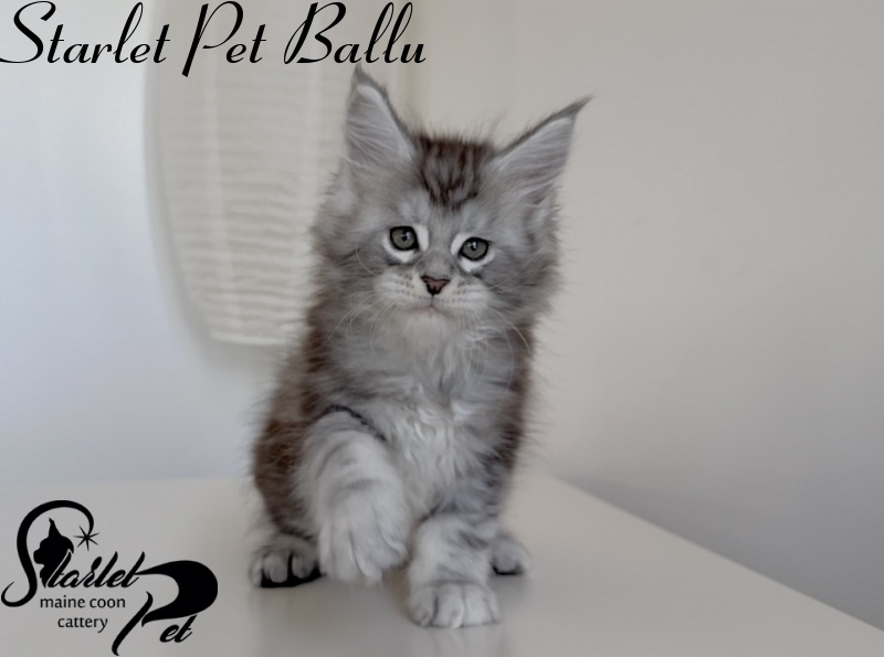 Starlet Pet Ballu - Kitten maine-coon 1 month 3 weeks