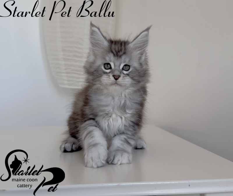 Starlet Pet Ballu - Kitten maine-coon 1 month 3 weeks