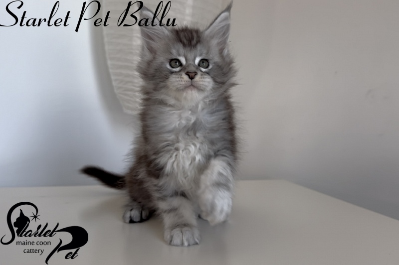 Starlet Pet Ballu - Kitten maine-coon 1 month 3 weeks
