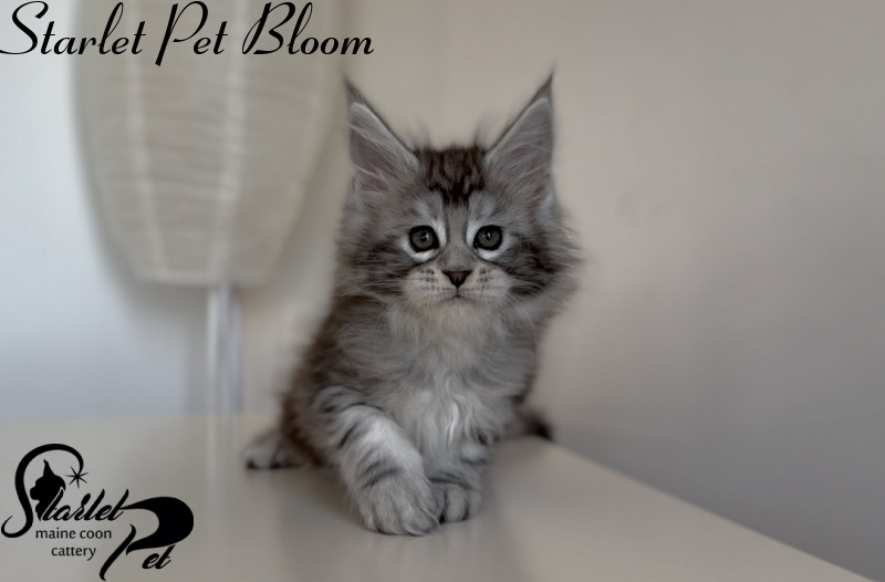 Starlet Pet Bloom - Kitten maine-coon 1 month 3 weeks