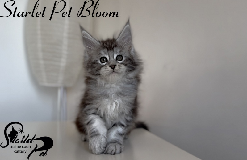 Starlet Pet Bloom - Kitten maine-coon 1 month 3 weeks