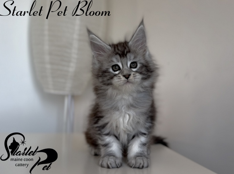Starlet Pet Bloom - Kitten maine-coon 1 month 3 weeks