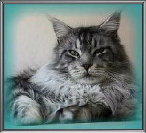 Jaguar Sun Maine Treasures - maine-coon