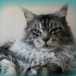 Jaguar Sun Maine Treasures