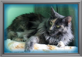 Medium Color Trully Best - maine-coon