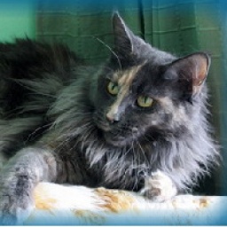 Medium Color Trully Best