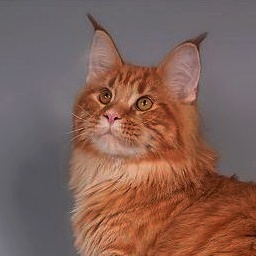 Force of Life Dollar