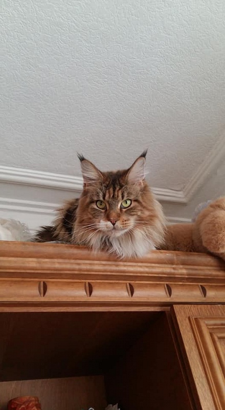 Winner's Home Dolce Vita - мейн-кун