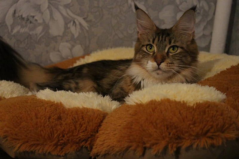 Winner's Home Dolce Vita - мейн-кун