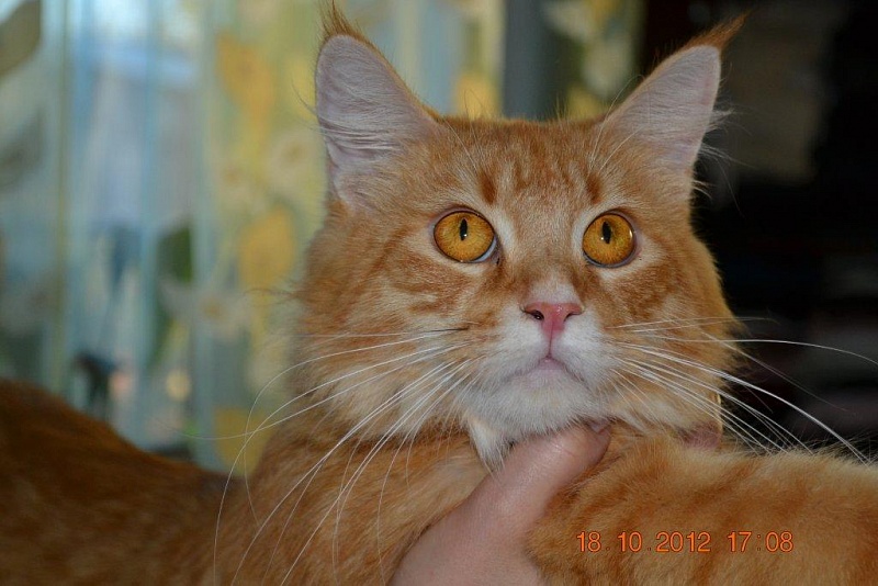 Force of Life Augusta - мейн-кун