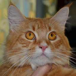 Force of Life Augusta