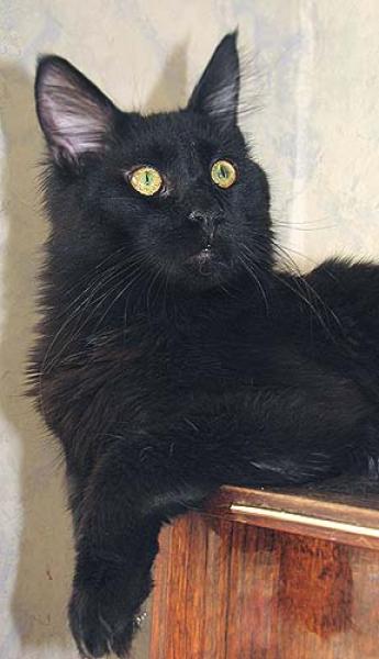 Ace Venture of Perfect Cat - maine-coon