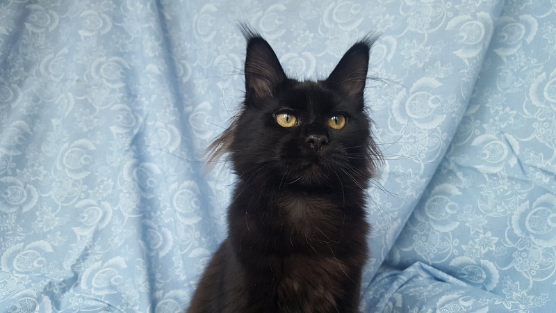 Black Moon Lito-Svit - maine-coon