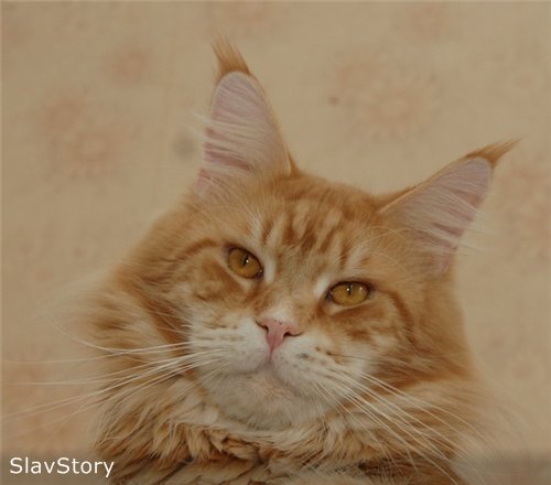 Daker Slav Story - maine-coon