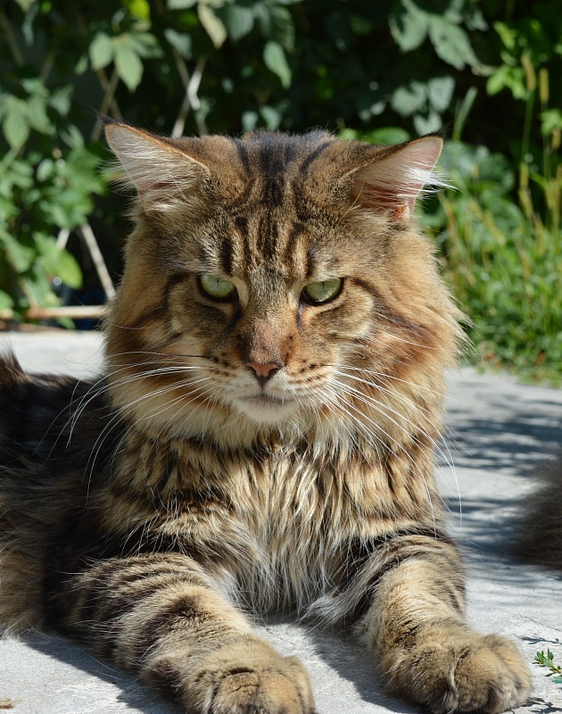 Ulrich Bartalameo - maine-coon 09/11/2015
