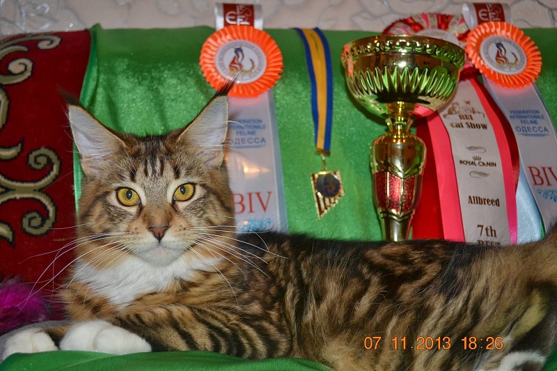 Force of Life Gerda - maine-coon