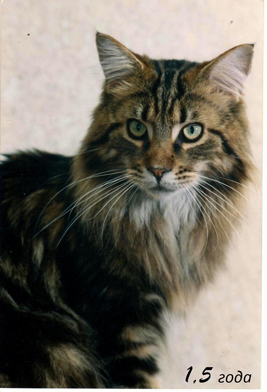 Holiday Jin Ken Koon - maine-coon