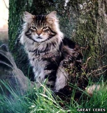 Love Hulen's Dalton - maine-coon