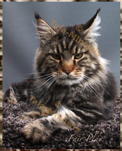 Pillowtalk's Fair Play - maine-coon