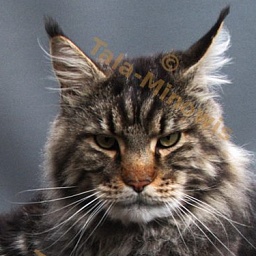 Pillowtalk's Fair Play