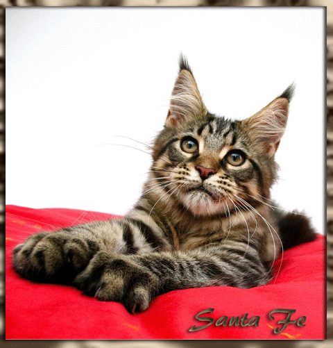 Santa Fe Tala-Minowis - maine-coon