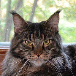 Zelda Fe Tala-Minowis