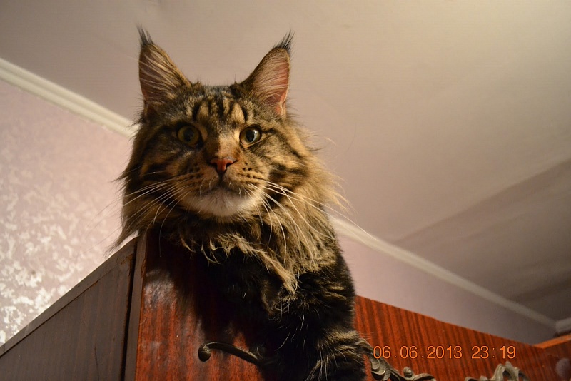 Force of Life Volf - мейн-кун